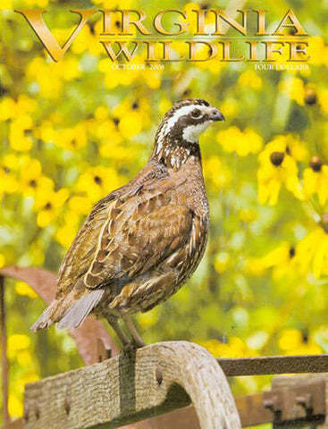 Virginia Wildlife - Print Magazine